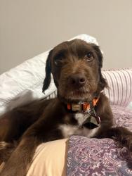 Reunited Male Dog last seen Cairnleigh dr, Houston Texas (glencairn neighborhood), Houston, TX 77084