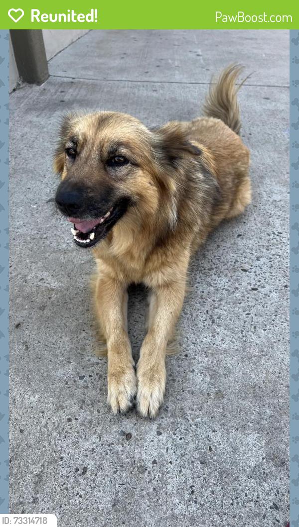 Reunited Female Dog last seen National Ave., San Diego, CA 92113