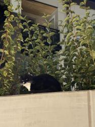 Found/Stray Unknown Cat last seen Ne Wilkins street/NE Amberglen parkway, Hillsboro, OR 97006