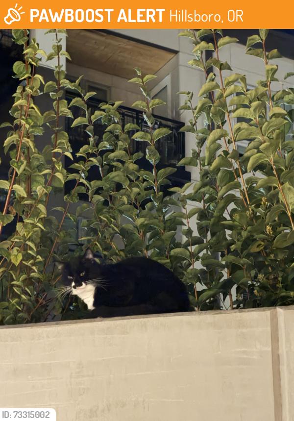 Found/Stray Unknown Cat last seen Ne Wilkins street/NE Amberglen parkway, Hillsboro, OR 97006