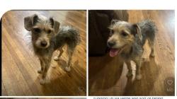 Found/Stray Male Dog last seen Via Verde near Holt in Covina, Covina, CA 91723