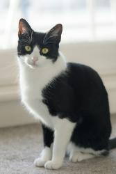 Reunited Female Cat last seen Bell crescent, Metcombe lane, Hartwell close, Greater Manchester, England M11 2DL