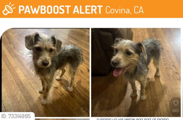 Found/Stray Male Dog last seen Via Verde near Holt in Covina, Covina, CA 91723