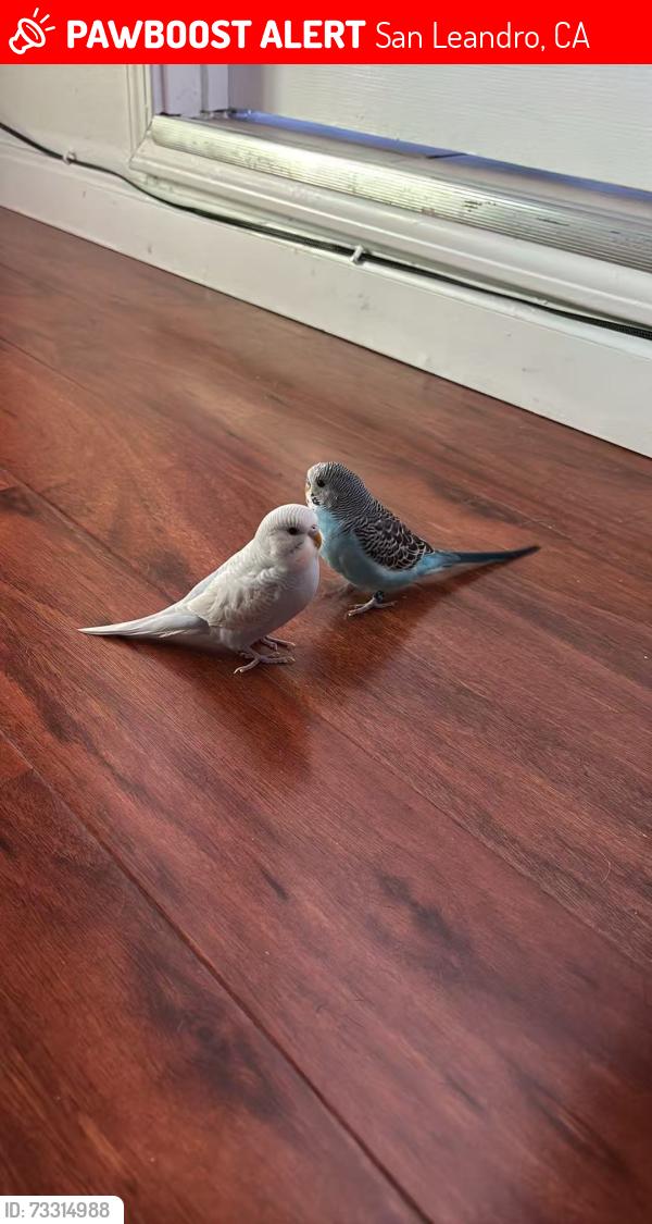 Lost Male Bird last seen Near Swenson St, San Leandro, San Leandro, CA 94579