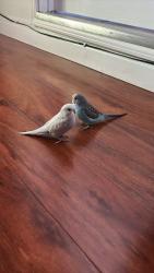 Lost Male Bird last seen Near Swenson St, San Leandro, San Leandro, CA 94579
