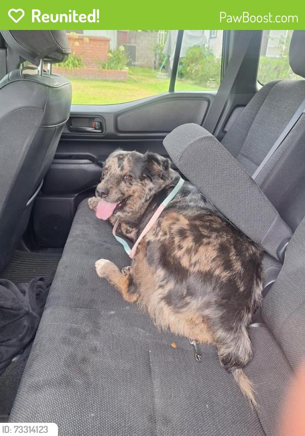 Reunited Unknown Dog last seen Merced between Lark Ellen and Valinda, West Covina, CA 91790