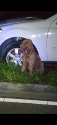 Reunited Unknown Dog last seen Brandon florida, Brandon, FL 33511