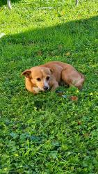 Lost Male Dog last seen Oaks drive south houston, South Houston, TX 77587