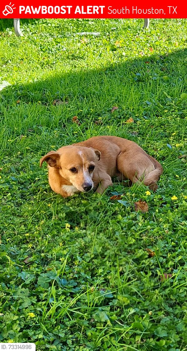 Lost Male Dog last seen Oaks drive south houston, South Houston, TX 77587