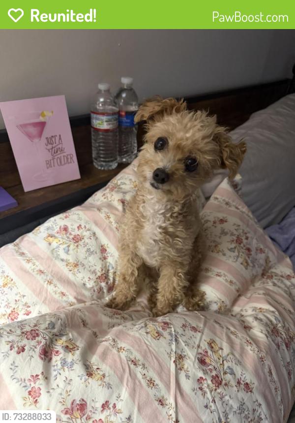 Reunited Male Dog last seen Lyndale, Minneapolis, MN 55403