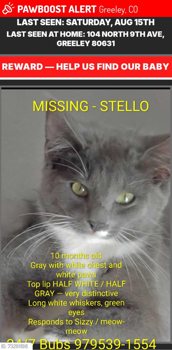 Lost Female Cat last seen 9th ave 1st street Greeley, Greeley, CO 80631