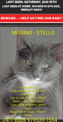 Lost Female Cat last seen 9th ave 1st street Greeley, Greeley, CO 80631