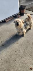 Found/Stray Male Dog last seen Bird Ave and Virginia, San Jose, CA 95125