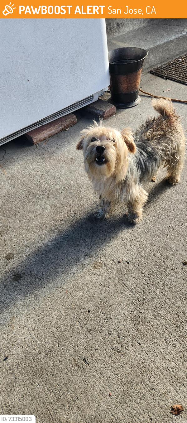 Found/Stray Male Dog last seen Bird Ave and Virginia, San Jose, CA 95125