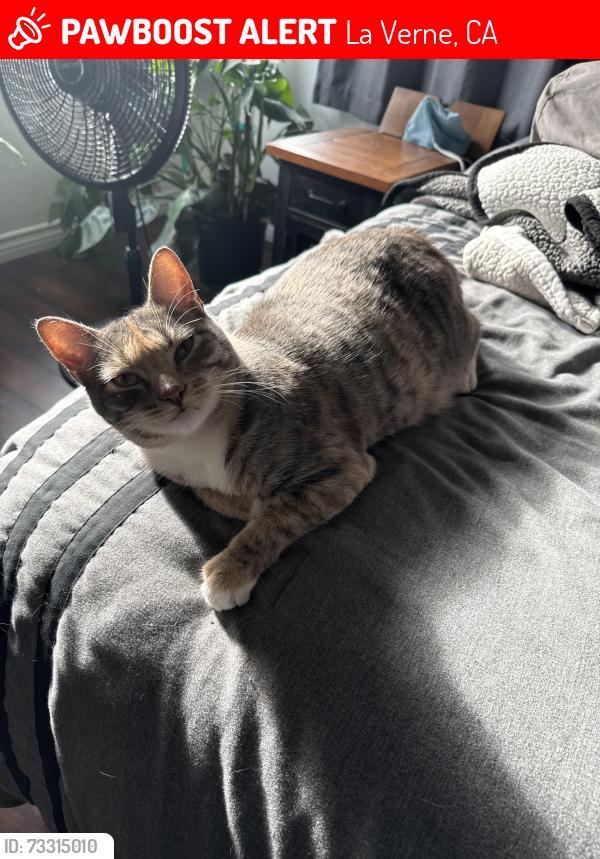 Lost Female Cat last seen Wheeler, La Verne, CA 91750