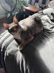 Lost Female Cat last seen Wheeler, La Verne, CA 91750