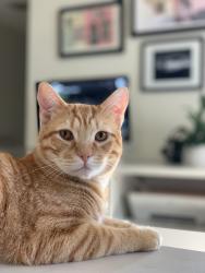 Lost Male Cat last seen California Street & Memphis Ave., Huntington Beach, CA 92648