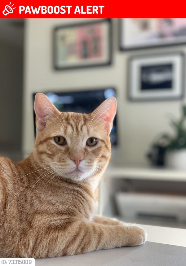 Lost Male Cat last seen California Street & Memphis Ave., Huntington Beach, CA 92648
