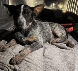Shelter Stray Male Dog last seen , 31044 Charlie Canyon Rd, Castaic, CA 91384, USA
