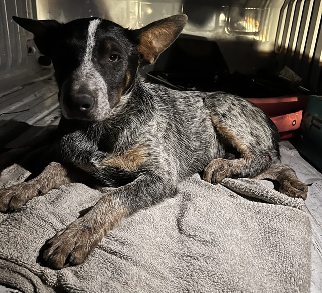 Shelter Stray Male Dog last seen , 31044 Charlie Canyon Rd, Castaic, CA 91384, USA