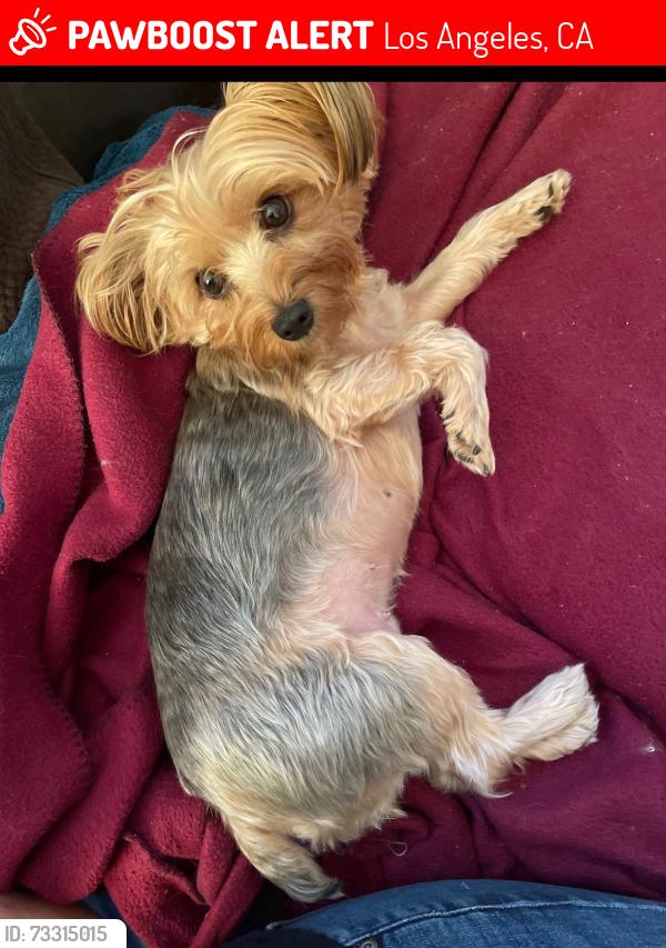 Lost Female Dog last seen Valley Circle, Los Angeles, CA 91311