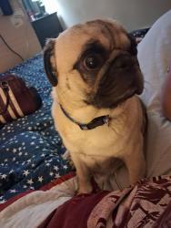 Lost Male Dog last seen 20th street, Dunbar, WV 25064