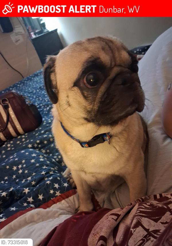 Lost Male Dog last seen 20th street, Dunbar, WV 25064