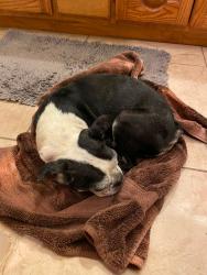 Reunited Female Dog last seen Doolittle, Edinburg, TX 78542