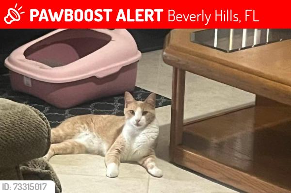 Lost Male Cat last seen N Honey Locust Dr, Beverly Hills, FL 34465