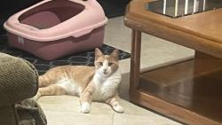 Lost Male Cat last seen N Honey Locust Dr, Beverly Hills, FL 34465