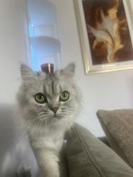 Lost Female Cat last seen Me17 2gj, Kent, England ME17 2GJ