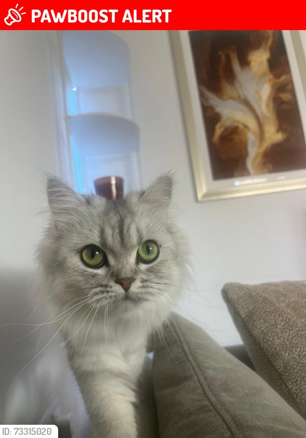 Lost Female Cat last seen Me17 2gj, Kent, England ME17 2GJ