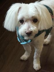 Lost Female Dog last seen Sierra lakes, Fontana, CA 92336