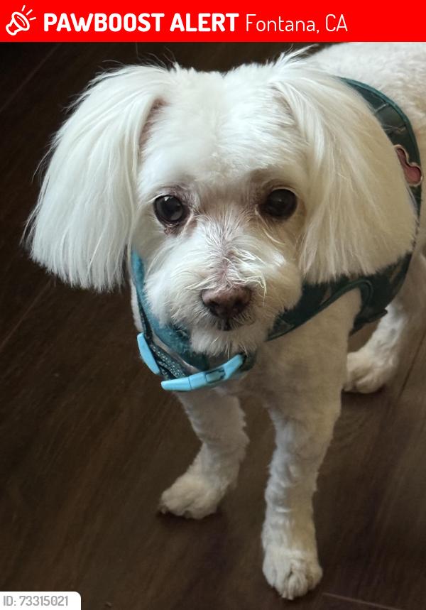 Lost Female Dog last seen Sierra lakes, Fontana, CA 92336