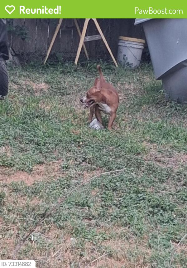 Reunited Male Dog last seen Hackberry and 4th st, McAllen, TX 78501