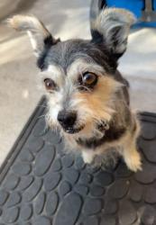 Reunited Male Dog last seen Willow Grove Elementary, San Diego, CA 92127