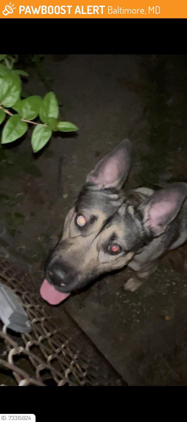 Found/Stray Male Dog last seen Dorchester Rd & Denison Rd, Baltimore, MD 21215