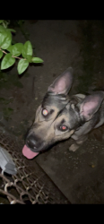 Found/Stray Male Dog last seen Dorchester Rd & Denison Rd, Baltimore, MD 21215