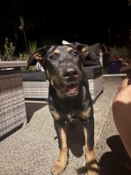 Reunited Female Dog last seen Near 48th Ave E, Tacoma, WA 98446, USA, Tacoma, WA 98446