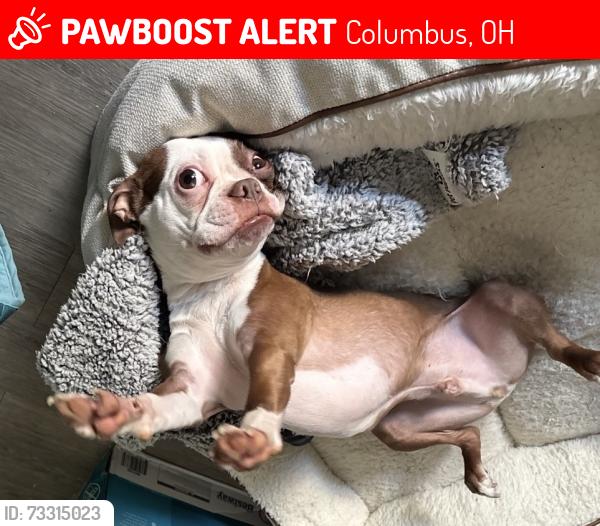 Lost Male Dog last seen Winterset Elementary School, Columbus, OH 43220