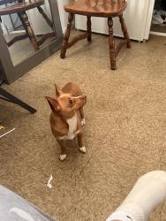 Lost Male Dog last seen Santa Anita El Monte running towards the BUS STATION in El Monte., El Monte, CA 91731
