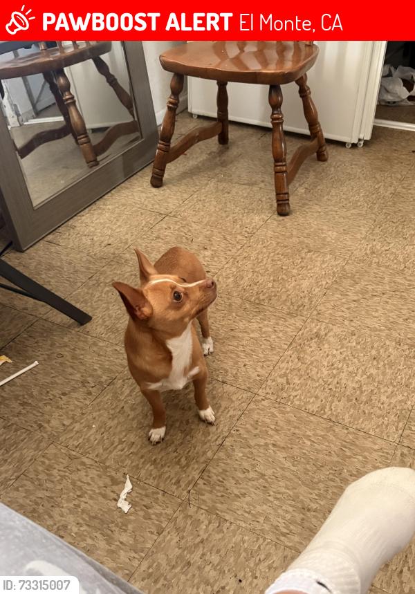 Lost Male Dog last seen Santa Anita El Monte running towards the BUS STATION in El Monte., El Monte, CA 91731