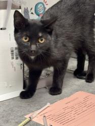 Shelter Stray Female Cat last seen Wall and TN, Out of County, TN, 1008 Old Knoxville Hwy, Sevierville, TN 37862, USA