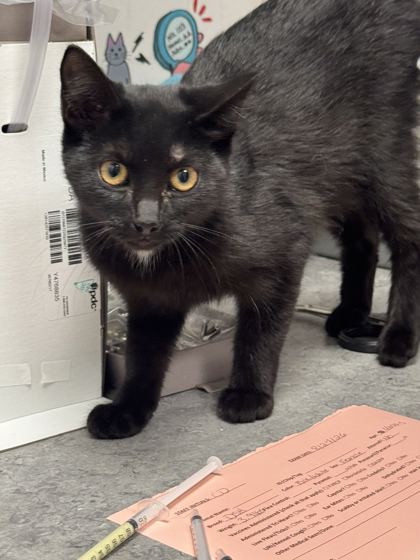 Shelter Stray Female Cat last seen Wall and TN, Out of County, TN, 1008 Old Knoxville Hwy, Sevierville, TN 37862, USA