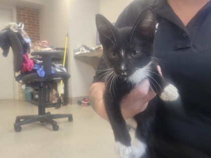 Shelter Stray Female Cat last seen Glenn Cir., 75149, TX, 1650 Gross Rd, Mesquite, TX 75149, USA