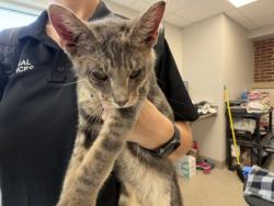 Shelter Stray Male Cat last seen Near Cedarcrest, 75149, TX, 1650 Gross Rd, Mesquite, TX 75149, USA