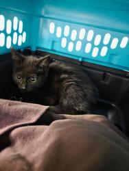 Shelter Stray Unknown Cat last seen McLean, 22102, Tysons One Pl & Westpark Dr, Fairfax County, VA, 4500 West Ox Rd, Fairfax, VA 22030, USA