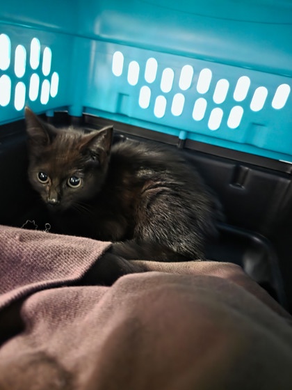 Shelter Stray Unknown Cat last seen McLean, 22102, Tysons One Pl & Westpark Dr, Fairfax County, VA, 4500 West Ox Rd, Fairfax, VA 22030, USA