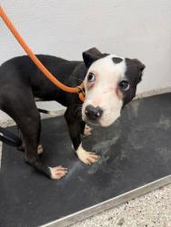 Shelter Stray Female Dog last seen Oakwood Cir, Gastonia, NC, 1491 Business Park Ct, Gastonia, NC 28052, USA