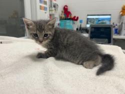 Shelter Stray Female Cat last seen Near Woodland Avenue, 64127, MO, 7077 Elmwood Ave, Kansas City, MO 64132, USA
